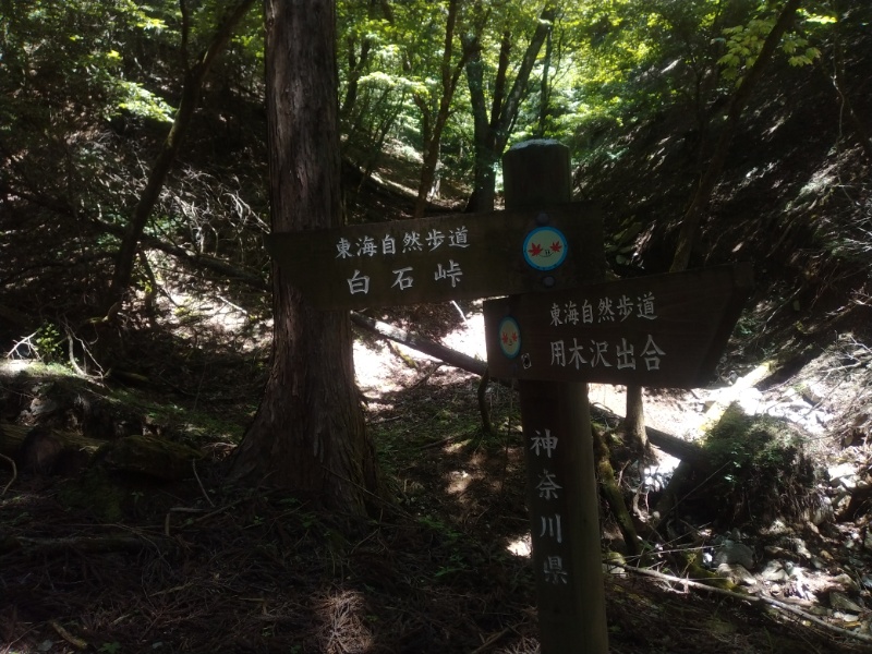 丹沢登山記録②西丹沢VC～白石峠～大室山 36