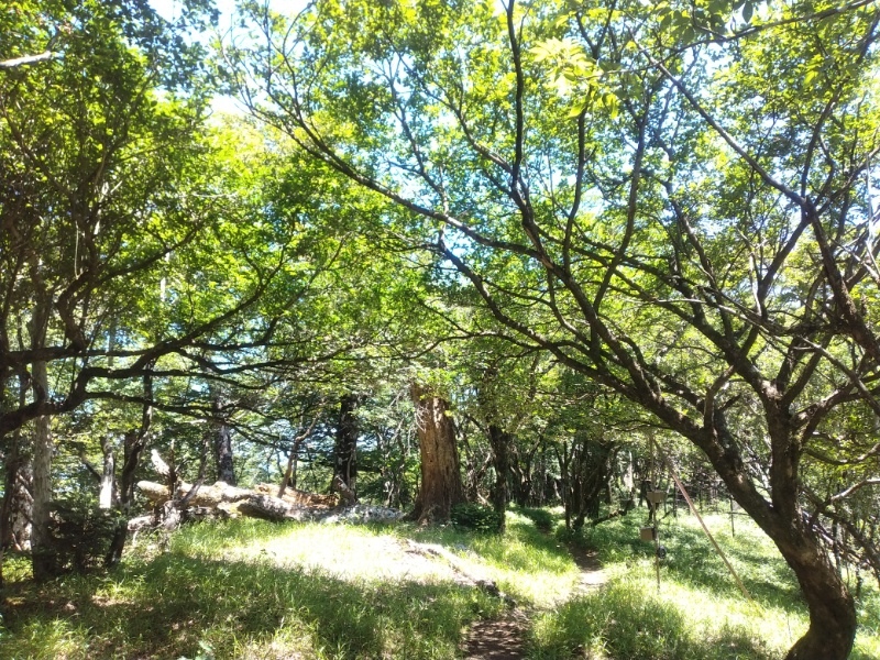 丹沢登山記録②西丹沢VC～白石峠～大室山 48