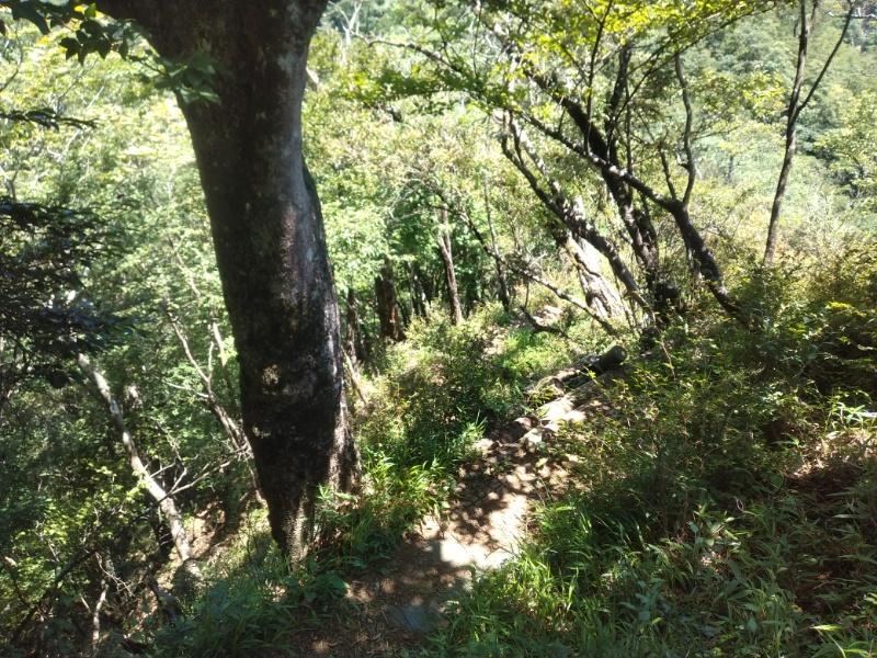 丹沢登山記録②西丹沢VC～白石峠～大室山 54