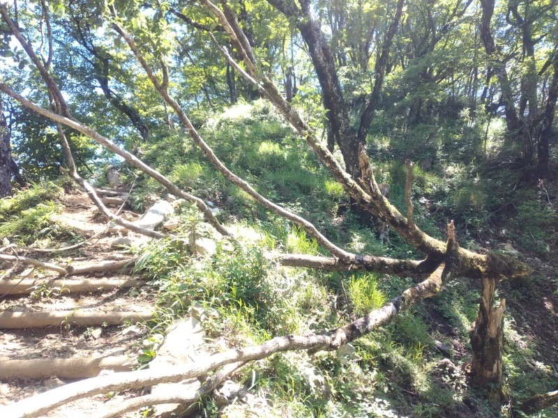 丹沢登山記録②西丹沢VC～白石峠～大室山 57