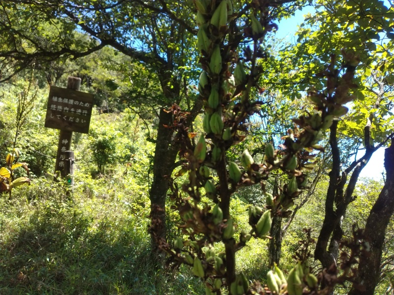 丹沢登山記録②西丹沢VC～白石峠～大室山 59