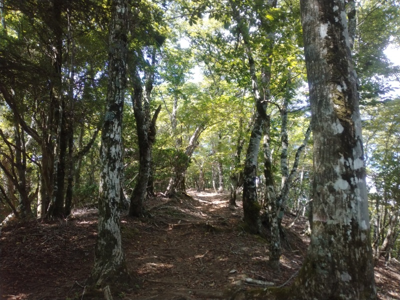 丹沢登山記録③西丹沢VC～畦ヶ丸 19