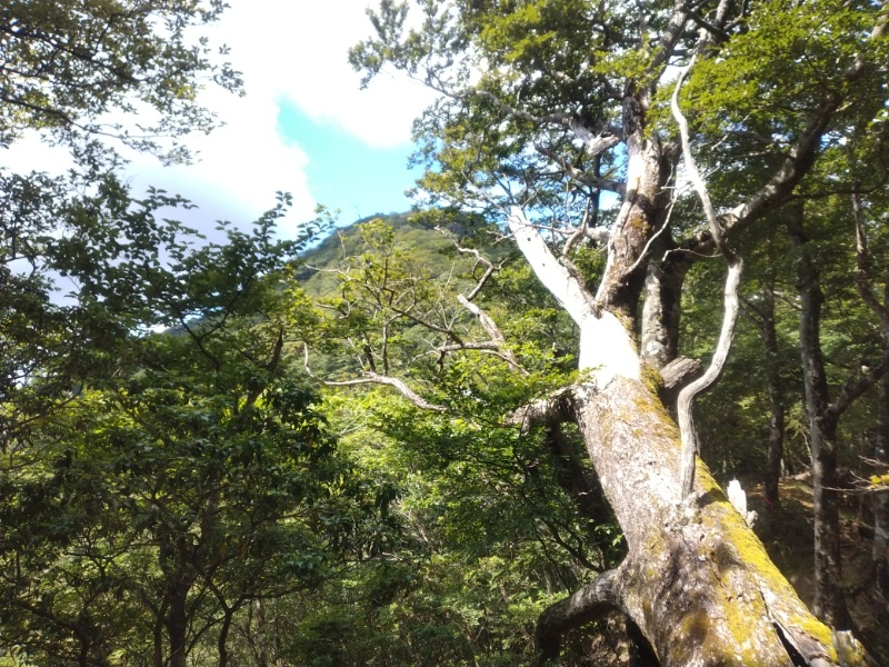 丹沢登山記録③西丹沢VC～畦ヶ丸 20