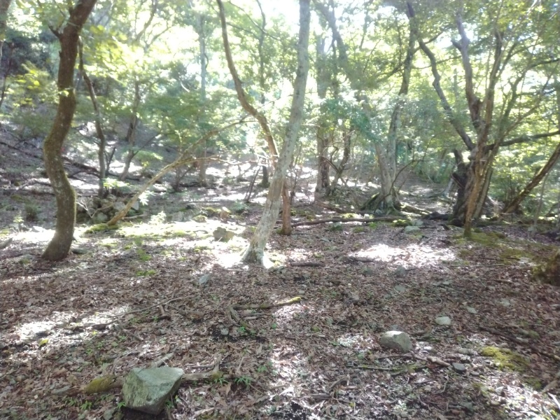 丹沢登山記録④箒沢公園橋～石棚山～檜洞丸 13