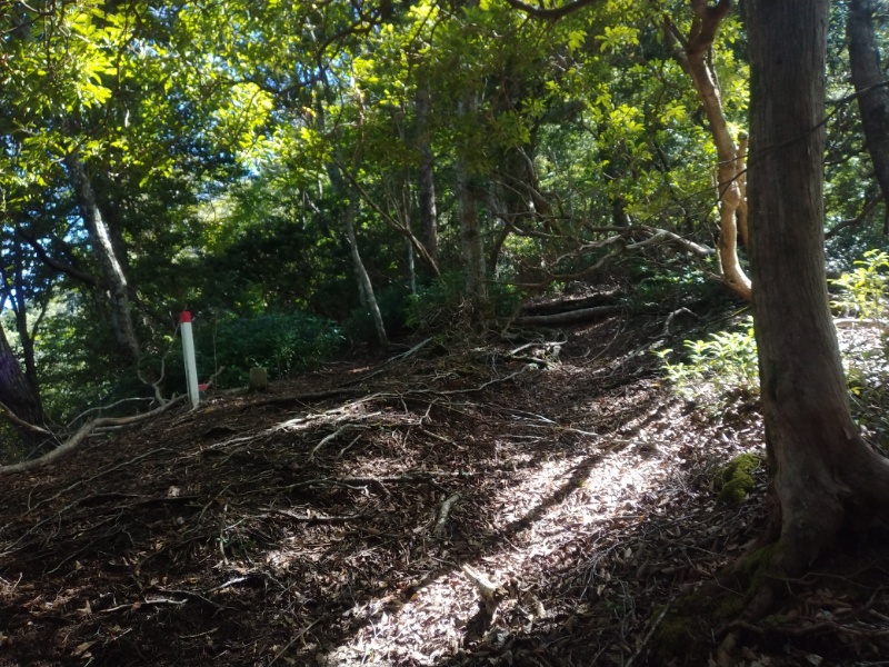 丹沢登山記録④箒沢公園橋～石棚山～檜洞丸 23