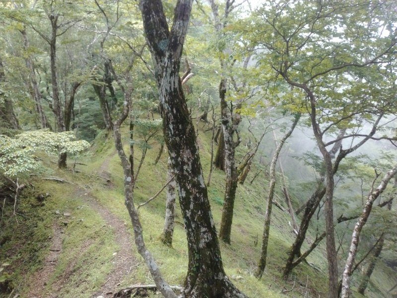 丹沢登山記録④箒沢公園橋～石棚山～檜洞丸 34