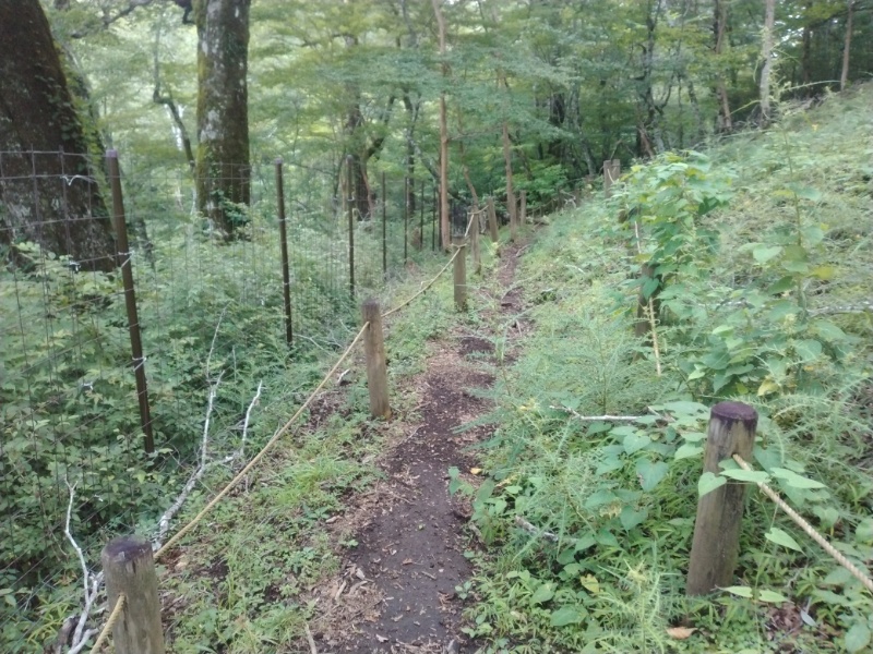 丹沢登山記録④箒沢公園橋～石棚山～檜洞丸 40