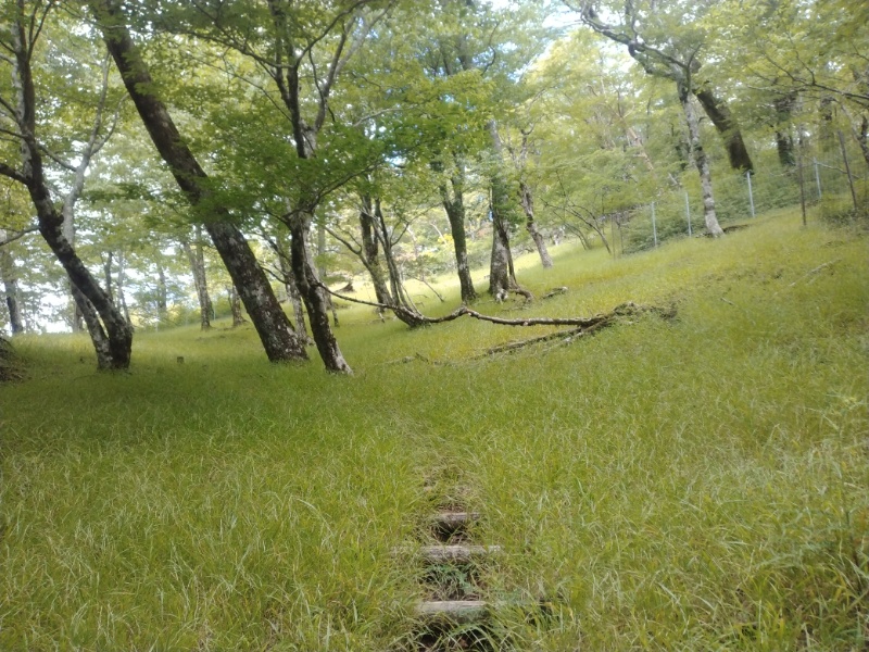 丹沢登山記録④箒沢公園橋～石棚山～檜洞丸 43