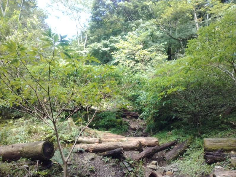 丹沢登山記録⑤大滝橋～畦ヶ丸避難小屋～城ヶ尾峠 4