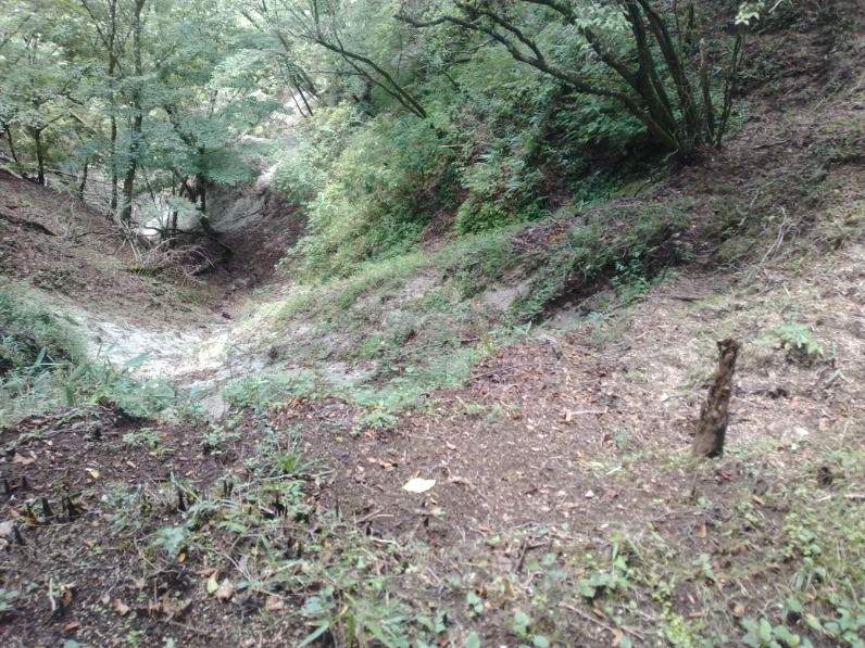 丹沢登山記録⑤大滝橋～畦ヶ丸避難小屋～城ヶ尾峠 10