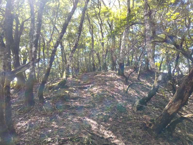 丹沢登山記録⑤大滝橋～畦ヶ丸避難小屋～城ヶ尾峠 13