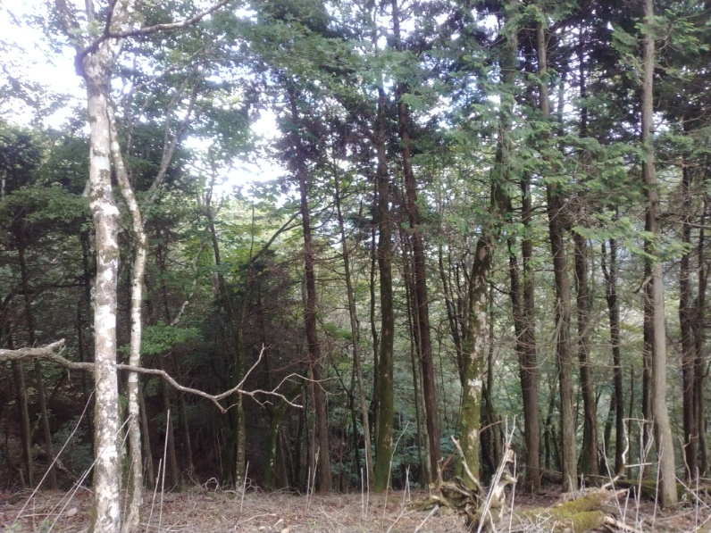 丹沢登山記録⑤大滝橋～畦ヶ丸避難小屋～城ヶ尾峠 17