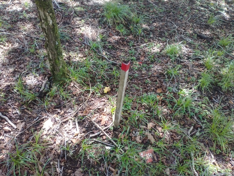 丹沢登山記録⑤大滝橋～畦ヶ丸避難小屋～城ヶ尾峠 19