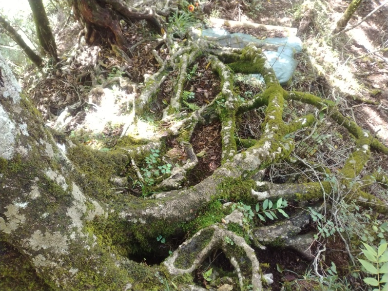 丹沢登山記録⑤大滝橋～畦ヶ丸避難小屋～城ヶ尾峠 22