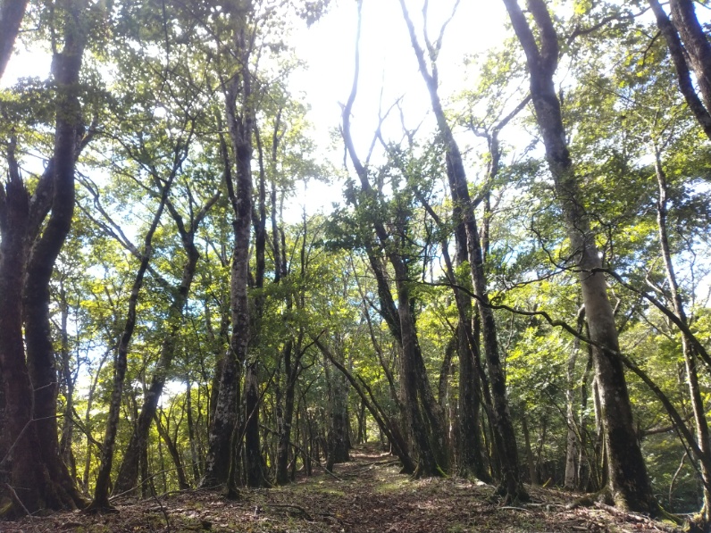 丹沢登山記録⑤大滝橋～畦ヶ丸避難小屋～城ヶ尾峠 26